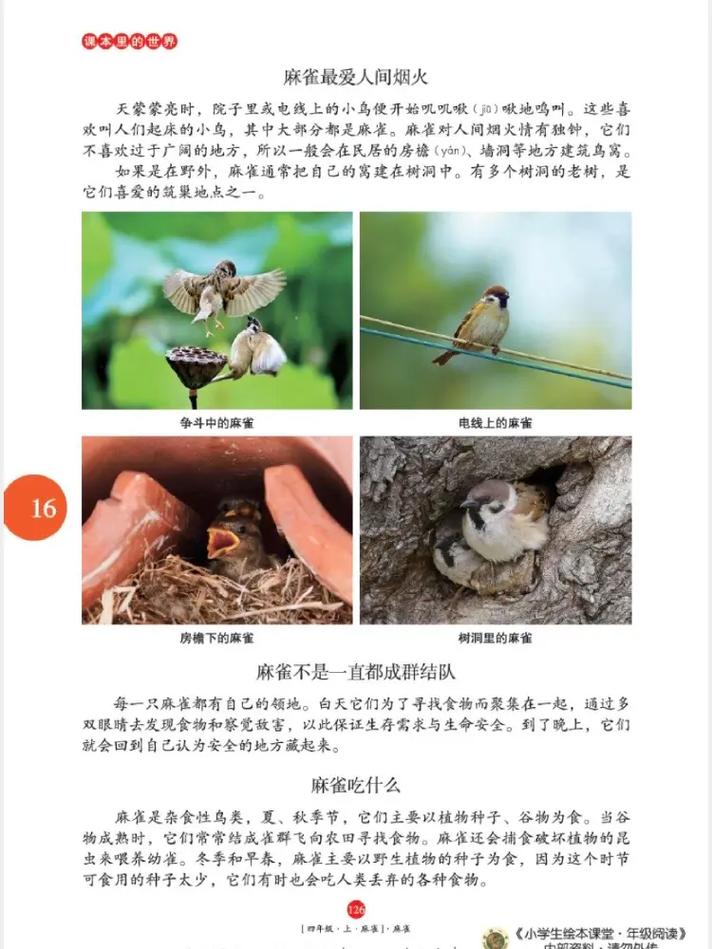 麻雀全文在线阅读 - 免费阅读平台