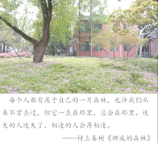 挪威的森林在线阅读：村上春树经典爱情小说完整版